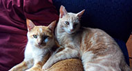 2 happy cats in the Cattery