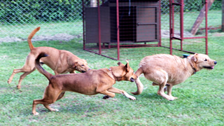 Playing dogs at Nile Pet Boarding