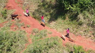 Walking dogs in the rural areas of Uganda