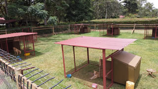 Shared dog compound, for socialising dogs