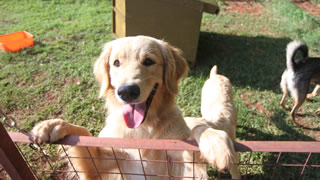 Jinja the Golden Retriever