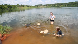 Swimming Dogs