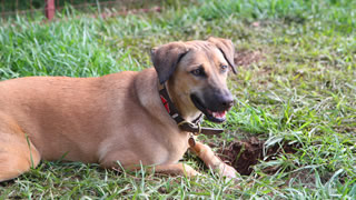 Canine company in our social dog compound