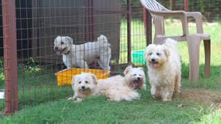 Maltese Terriers