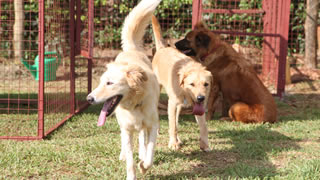 Happy dogs in compound