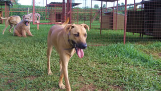 Shared dog compound, for socialising dogs