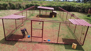 A solo compound for dogs that are not to be socialised