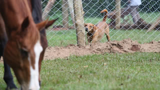 Horses and dog