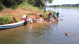 Dog swimming in the River Nile