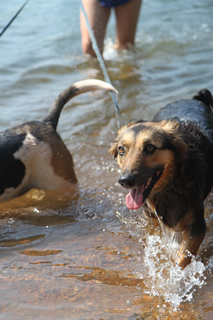 Dogs coming out of the River Nile in Uganda