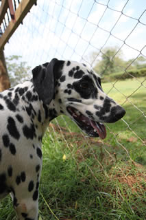 Dalmation at Nile Pet Boarding