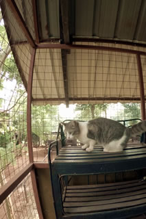 Nile Pet Boarding Cattery