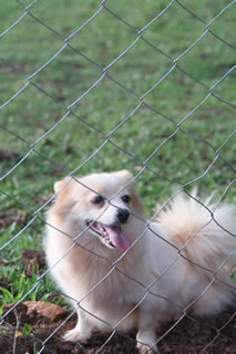 Japanese Spitz at Nile Pet Boarding