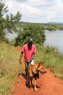 Peter and Ssebo the Belgian Alsation cross Ridgeback