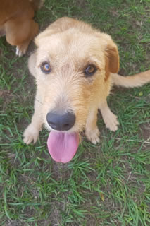 Smiling dog in Uganda