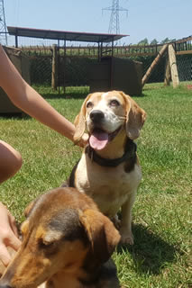 Grinning Dog on holiday at Nile Pet Boarding