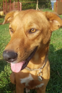 Happy dog on holiday at Nile Pet Boarding